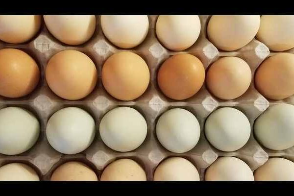 Are Broiler Eggs Good For Your Health Or Not?