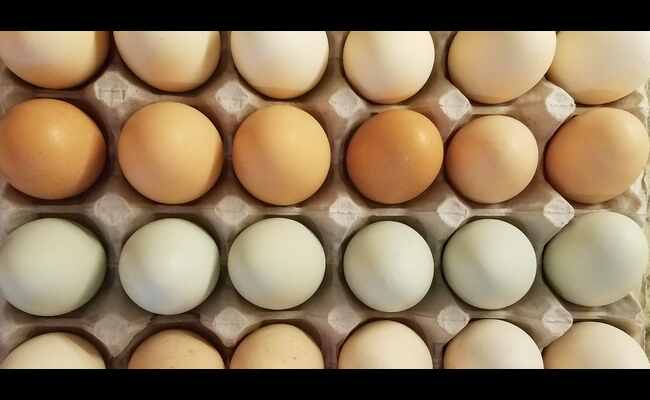 Are Broiler Eggs Good For Your Health Or Not? 